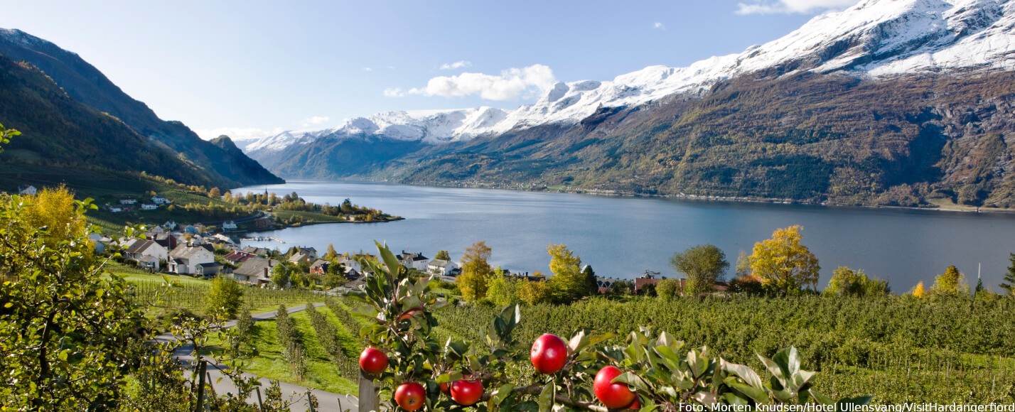 Apfelernte am Hardangerfjord