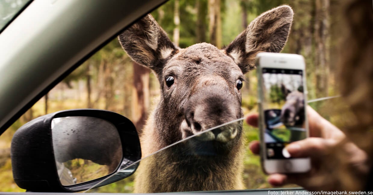Schwedische WestküsteBegegnung mit dem König der Wälder