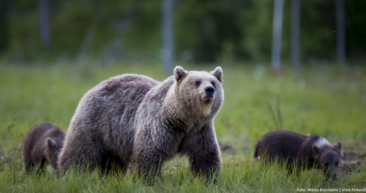 Baerenbeobachtung in Ostfinnland