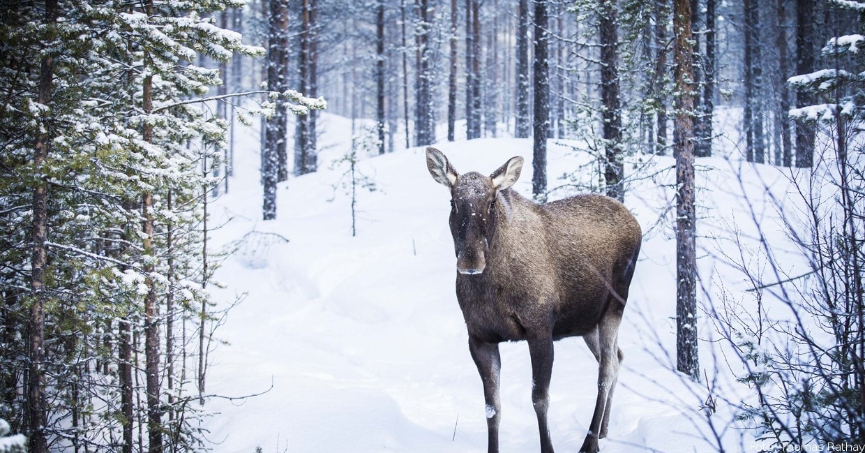 Elch im Schnee
