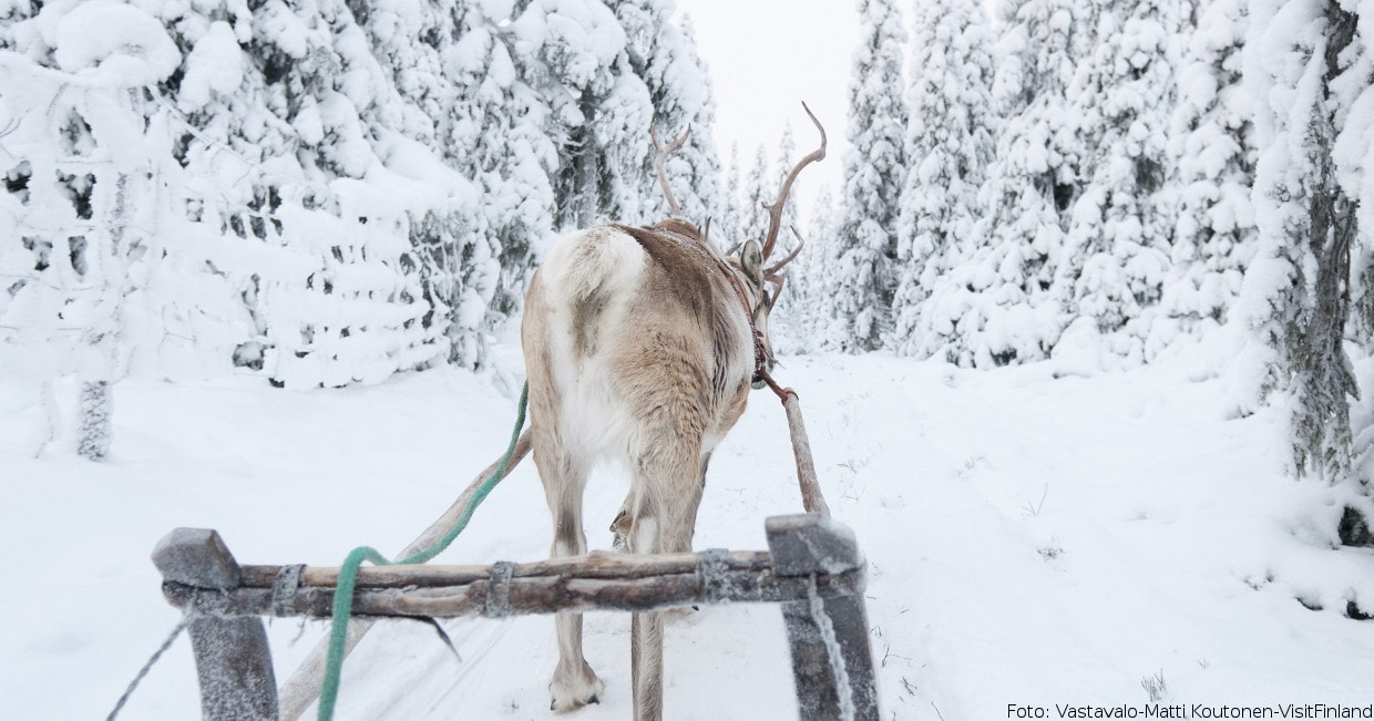 Mit dem Rentierschlitten  in Finnland