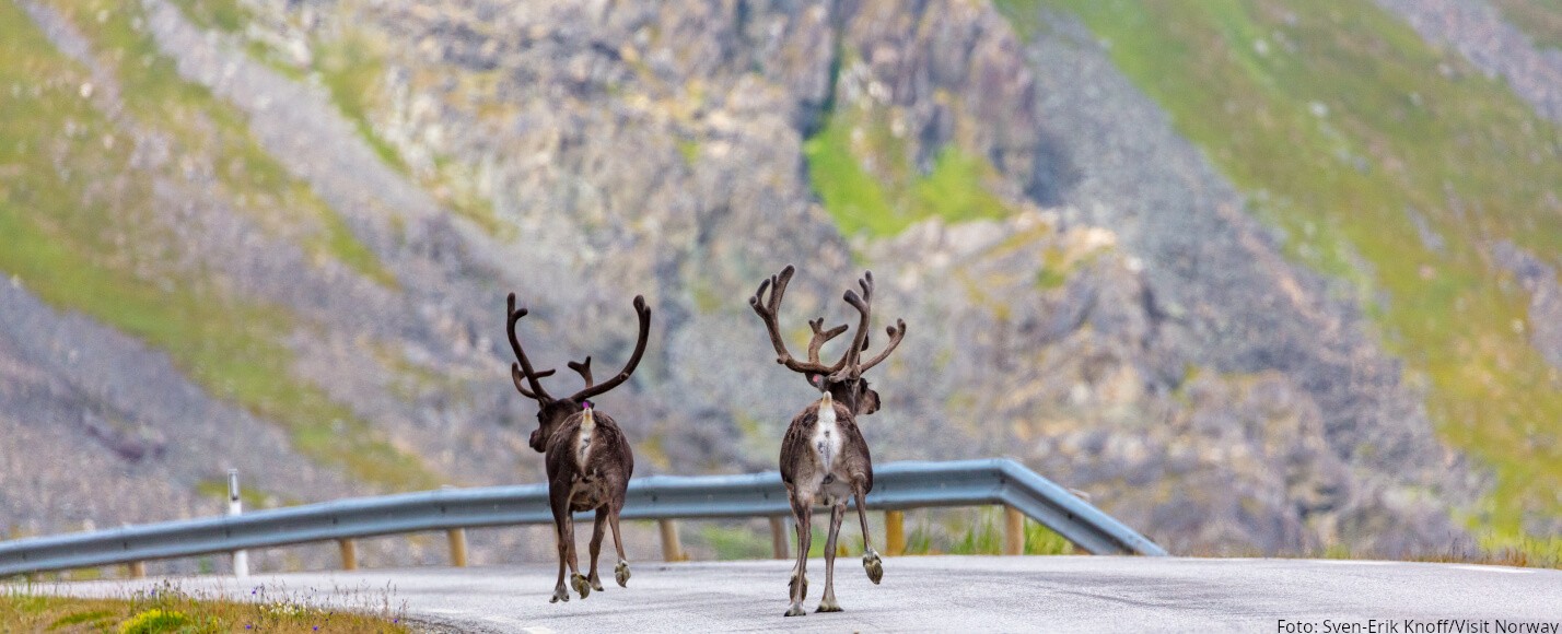 Rentiere auf der Straße